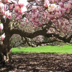 Each spring we are treated to a show of beauty from our magnolia trees at the BA. This year fuzzy buds start forming in mid-March, by the beginning of April we could see some pink emerging, and by the end of April the resplendent blooms were on full display!
