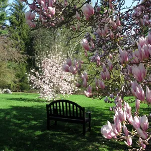 Each spring our magnolia trees put on an impressive show!